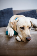 Obraz premium portrait of a large dog of breed Labrador of light coat of color, lies on a sofa in the apartment, pets