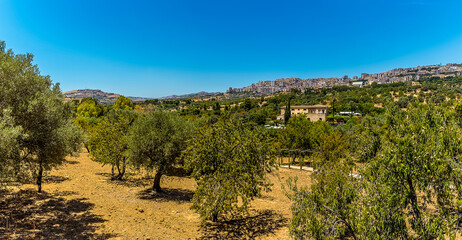A view from the ancient Sicilian city of Agrigento across an olive grove towards the modern settlement in summer