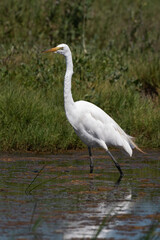 Great Egret Pauses During the Hunt