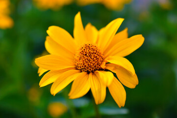 Yellow flowers of the Asteraceae or Daisy in green closeup
