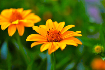 Yellow flowers of the Asteraceae or Daisy in green closeup