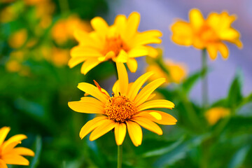 Yellow flowers of the Asteraceae or Daisy in green closeup