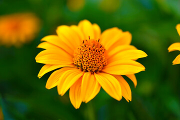 Yellow flowers of the Asteraceae or Daisy in green closeup