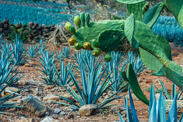 Fototapeta premium Agave Azul Tequilana Weber 005