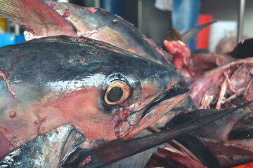 Close up of Fish in "La Viga" Mexican Market, largest seafood market in Mexico and the second largest in the world