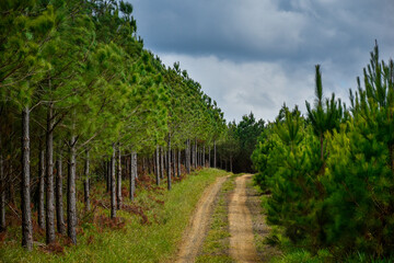 Forestry Pine Eucalyptus Plantation