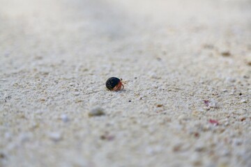 A close up of a beach with little hermit crab