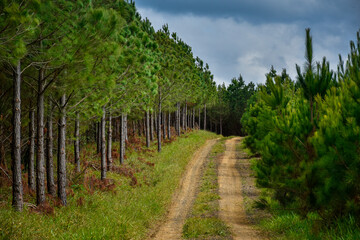 Fototapeta na wymiar Forestry Pine Eucalyptus Plantation