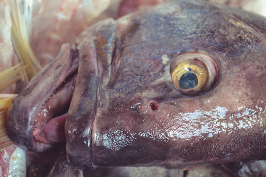 Close up of Fish in "La Viga" Mexican Market, largest seafood market in Mexico and the second largest in the world