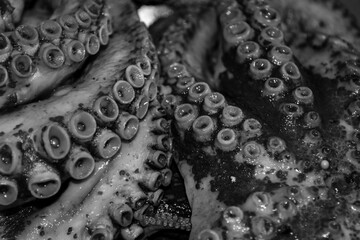 Octopus tentacles close up texture detail
