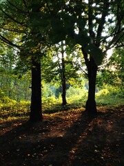 Fototapeta premium A trees in a forest