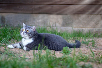 Big british shorthair grey striped cat laying on the ground near the house. The sun's rays gently illuminate the animal