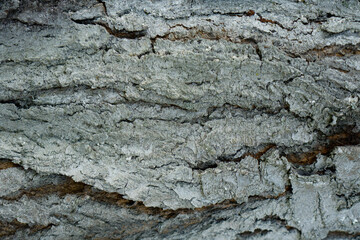 Tree bark cherries for background
