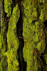 Madera verda. 