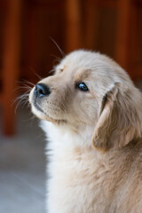 golden retriever puppy