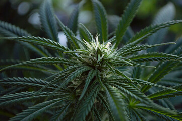 Flowering Cannabis Plant Close Up 02