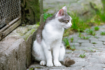 Portrait of white cat near fence