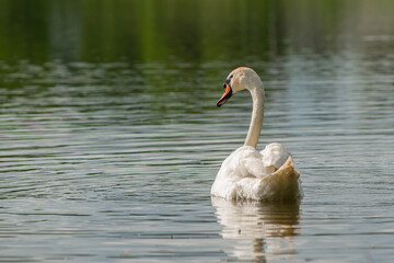 Swan on the lake. Truskavets, Ukraine.