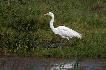 Great Egret Walking Through the Marsh Hunting
