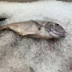 fresh fish on ice