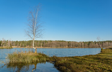 Forest river landscape, view of a reservoir of dry grass and branches. River forest landscape. Early morning with clear sky.