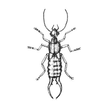 Common earwig . Insect bug beetle in vintage old hand drawn style engraved illustration woodcut.