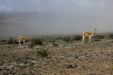 Two Wild Alpacas in the Chimborazo Mountain, the highest mountain in Ecuador. Native Animal of the South American Andean Countries