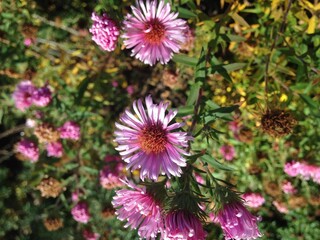 Obraz premium Purple Daisys