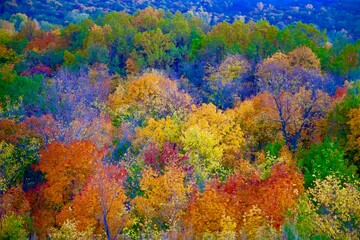 Obraz na płótnie Canvas Autumn trees in a forest