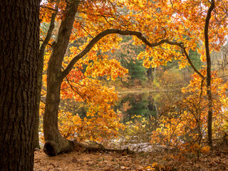 Colorful golden natural arch in autumn with reflection on pond