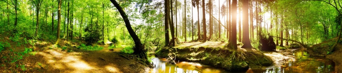 Panorama of a green forest in summer with bright sun shining through large trees onto a stream