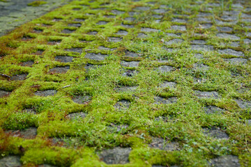 A close up of a green field on paving