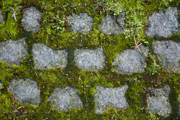 A close up of a moss on paving stones