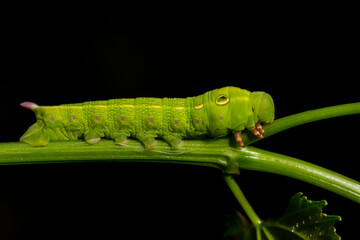 Close up beautiful caterpillar of butterfly  