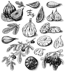 Fresh figs set. Detox spice. Dried fruit, cut pieces. Foliage, plant and branch. Vector Engraved hand drawn sketch for label, poster or menu. 