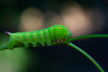 Close up beautiful caterpillar of butterfly  
