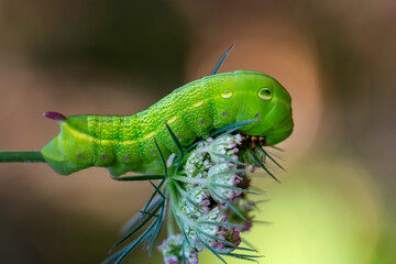 Close up beautiful caterpillar of butterfly  