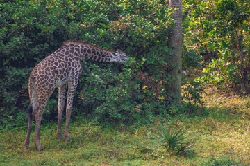 giraffe in the savannah