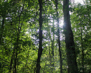 Sunlight bursts through the trees in a campground on Tybee Island, Georgia.