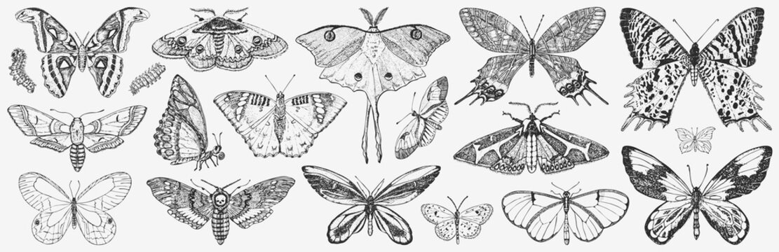 Butterfly or wild moths insects. Mystical symbol or entomological of freedom. Engraved hand drawn vintage sketch for wedding card or logo. Vector illustration. Arthropod animals.
