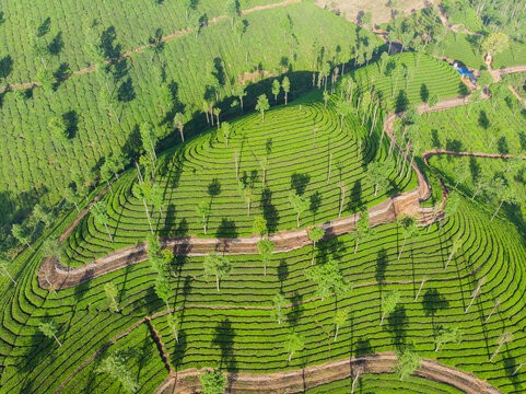 Aerial view of tea plantations near the city of Munar. India.