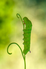 Close up beautiful caterpillar of butterfly  
