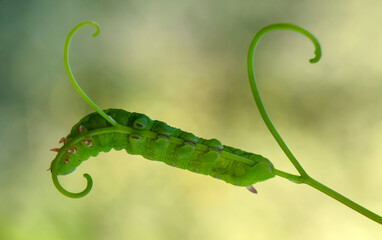 Close up beautiful caterpillar of butterfly  