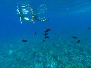 Fototapeta na wymiar Snorkeling at Molokini Crater, Maui