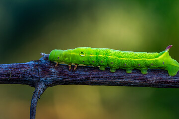 Close up beautiful caterpillar of butterfly  