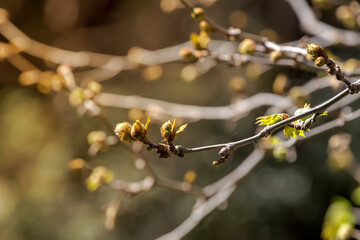 The blossom tree buds in spring forest close-up
