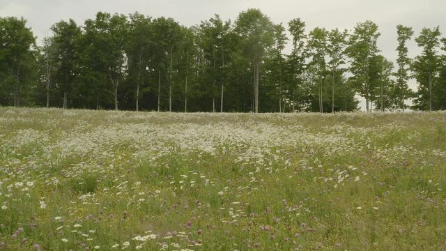 Wildflowers bloom in fallow field gliding gimbal shot 