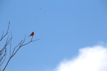 Churrinche en &aacute;rbol Chaco Impenetrable