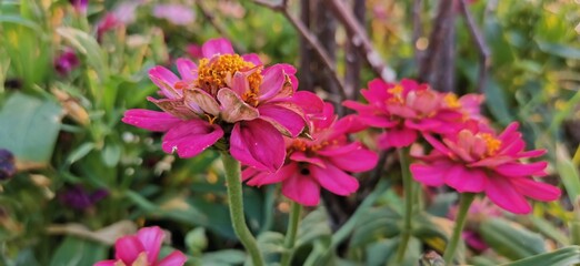 purple and yellow flowers