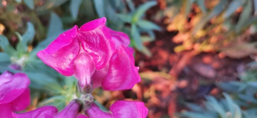 purple and yellow flowers